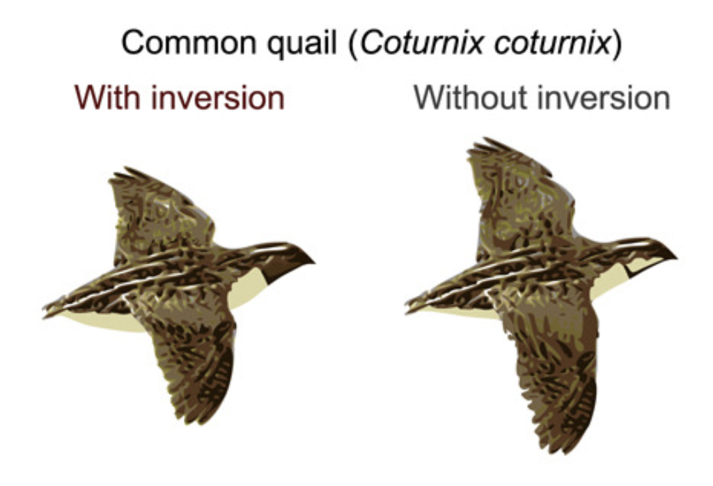 Sanchez-Donoso et al. (2022) Phenotypes of the common quail with and without the inversion from the graphical abstract