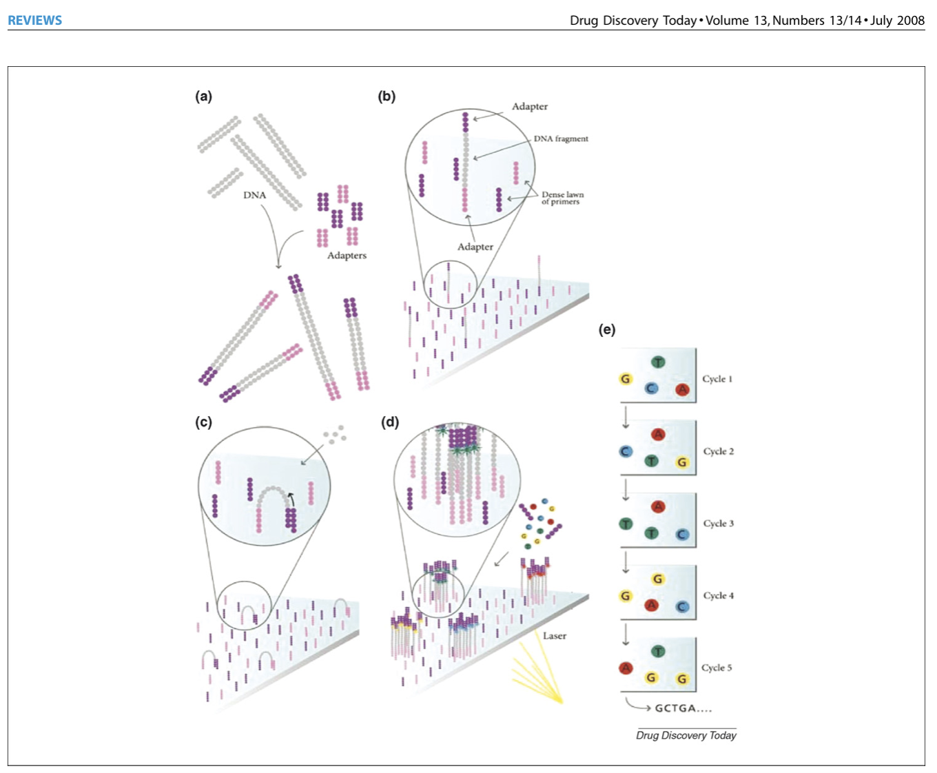 Figure 3. Illumina/Solexa process overview. Genomic DNA is randomly fragmented and adapters are added to each fragment end (a). Single-stranded fragments are then attached randomly inside flow cells (b). Bridge amplification is performed to generate double-stranded fragments (c). Following repeated cycles of denaturation and bridge amplification, millions of DNA copies are present in each flow cell (d). DNA sequence is determined with four-labeled reversible terminators primers and polymerase (e). Unincorporated terminators are washed, and the sequence is determined in each flow cell following laser excitation. The blocked 3′ terminus and fluorophore are removed from the incorporated base and the cycle is repeated (figure adapted from http://www.illumina.com).