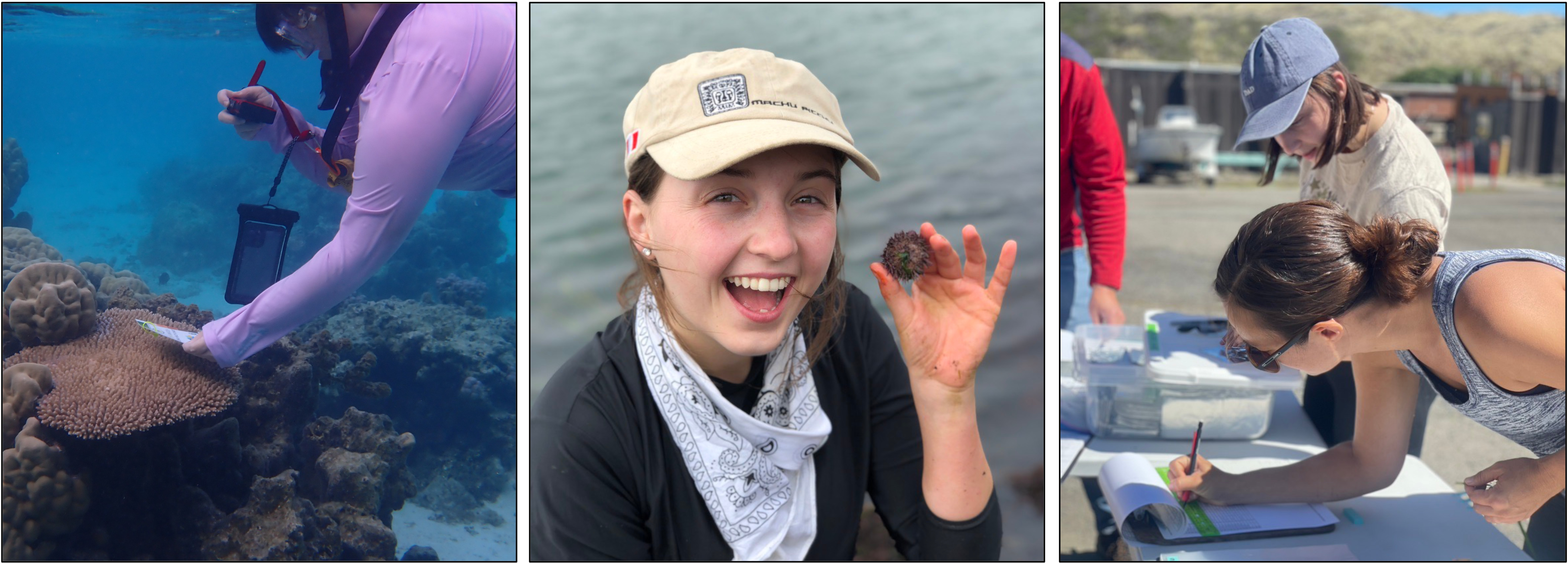 Three photos. Left: A scientist take a photo of a coral. Center: A woman smiling holding a sea urchin. Right: A woman writing on a clipboard over a table outside.