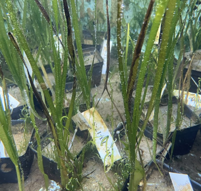 photo of eelgrass in pots, some with experimental tags