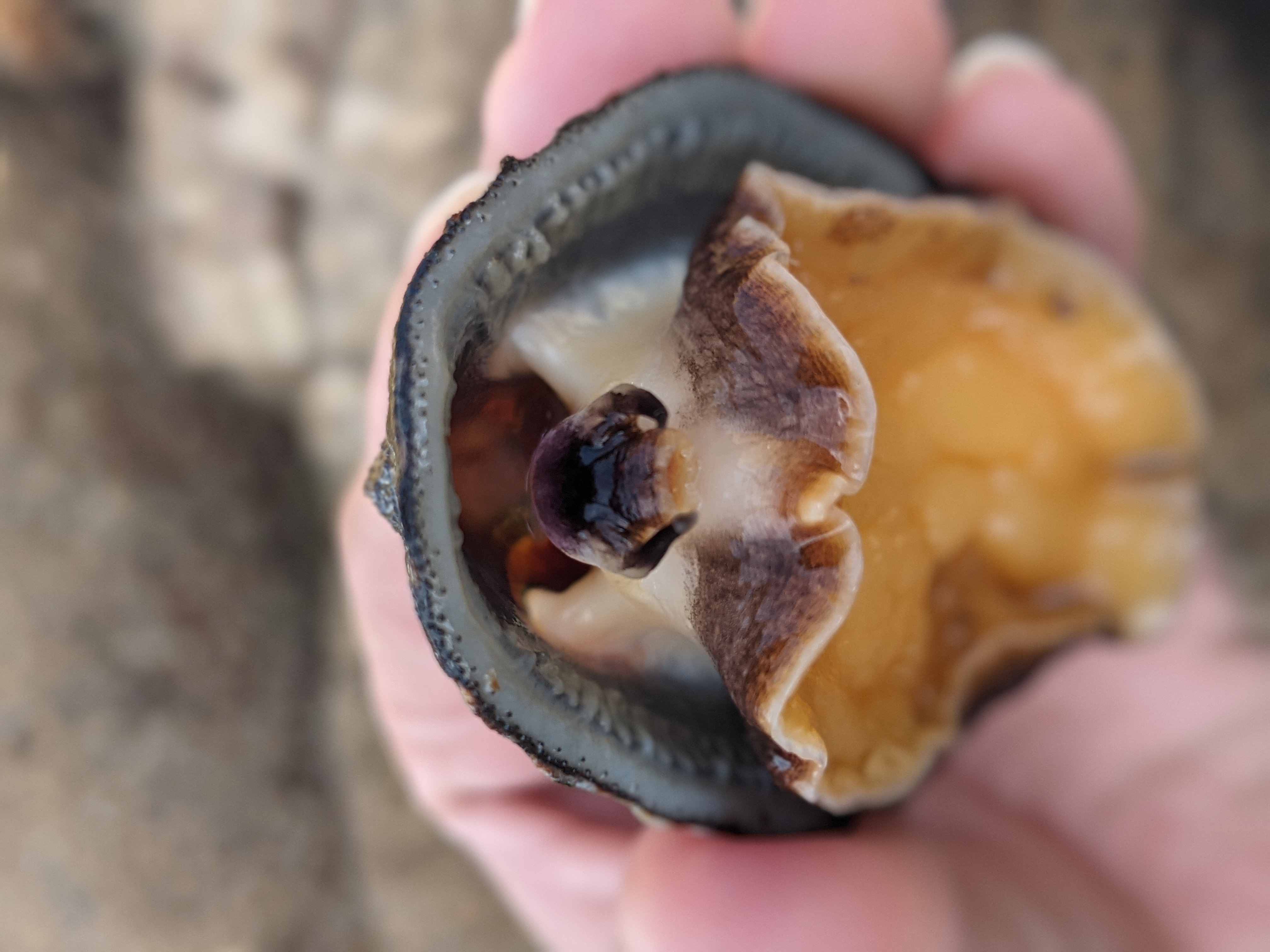A photo of a limpet in a hand