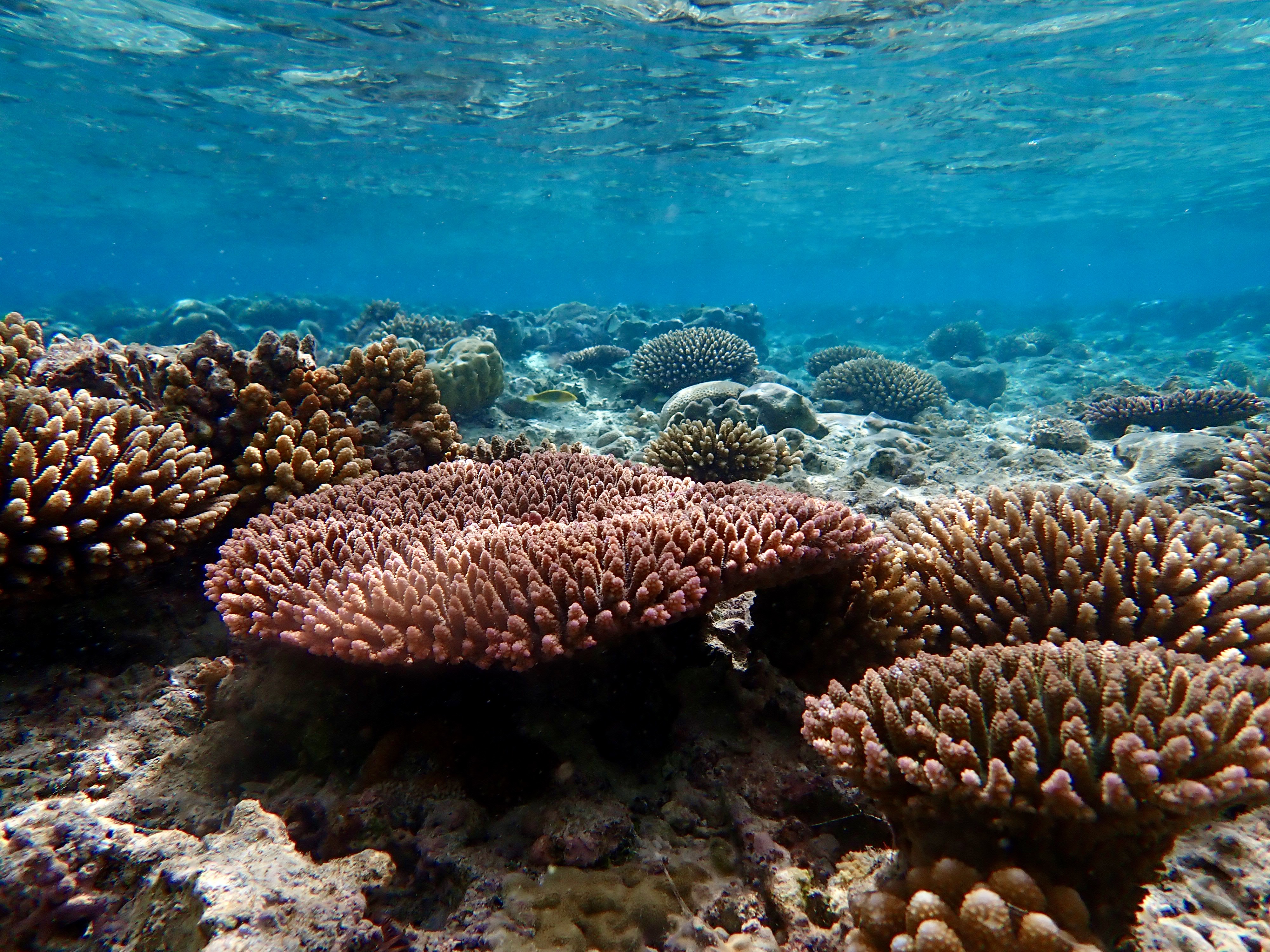 A photo of a coral reef